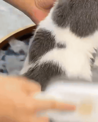 PetSpa Szczotka parowa dla kota zwierząt elektryczna do pielęgnacji sierści