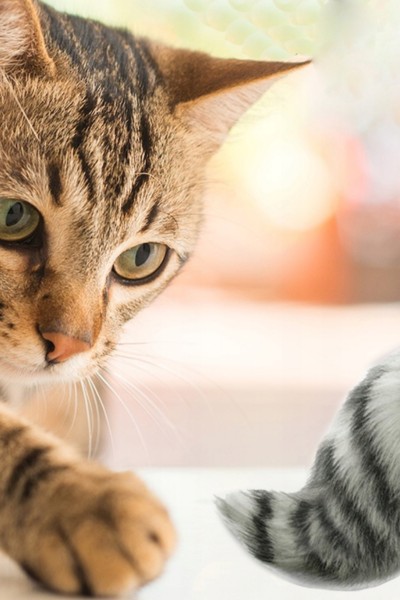 Fretka biegająca piłka uciekająca zabawka dla kota